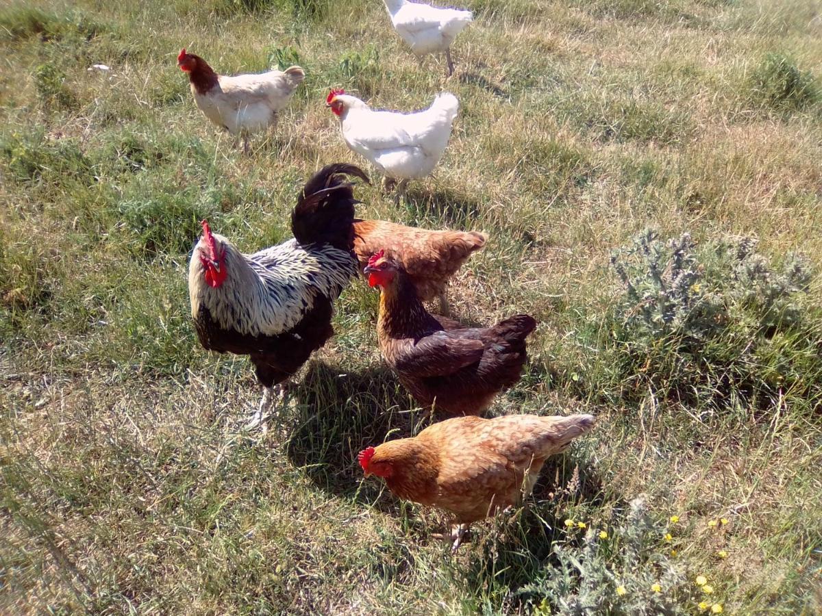 La Ferme D' Emerentine Bacilly Luaran gambar